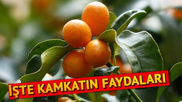Küçücük  vitamin deposunun faydaları