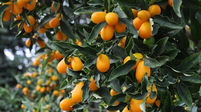 Küçücük  vitamin deposunun faydaları