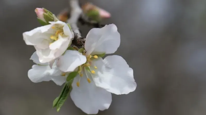 Yılın ilk cemresi düşecek Yılın ilk cemresi düşecek