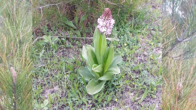 Bu orkideyi koparmanın cezası 72 bin lira