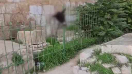 Fanatik Yahudilerden Müslüman mezarlığına saldırı Fanatik Yahudilerden Müslüman mezarlığına saldırı