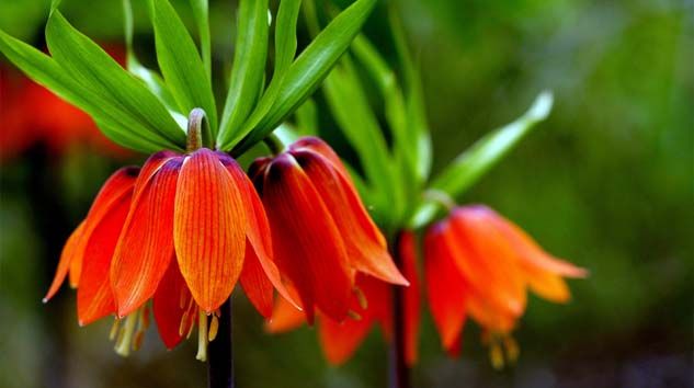 Ters lale nedir, nerede açar, ters lale kaç gün görülür