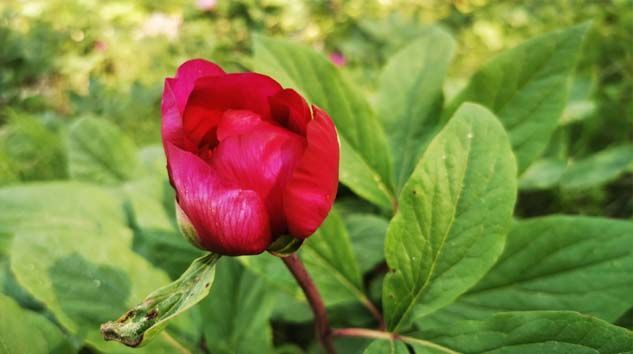 Ayı Gülleri çiçeğini koparmanın cezası kaç TL?