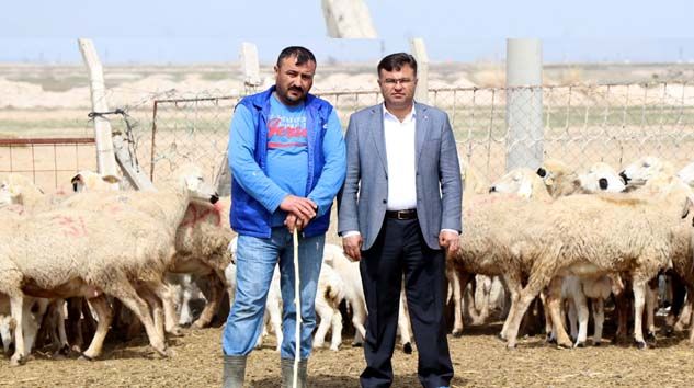 Türkiye’de 53 milyon hayvan üreticisine 1 milyar 100 milyon destek ödemesi