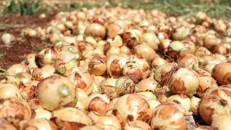Tarlada soğan fiyatı 7-8 liraya kadar düştü Tarlada soğan fiyatı 7-8 liraya kadar düştü