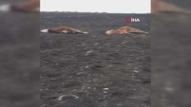 Köye inen kurtlar büyükbaş hayvanları telef etti