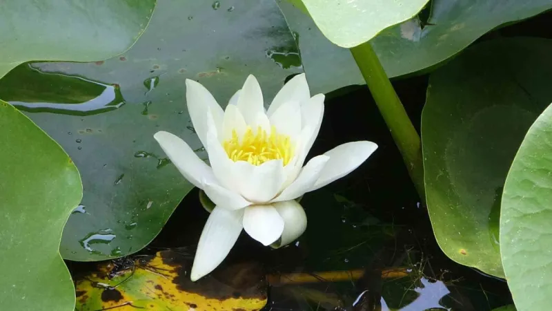 Bu çiçeği koparmanın cezası 557 bin 212 TL Bu çiçeği koparmanın cezası 557 bin 212 TL