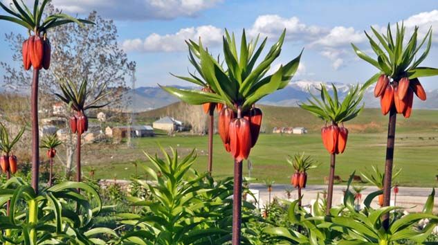 Yüksekova’da ters lale güzelliği