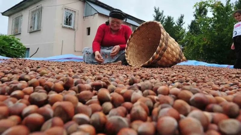 AB ülkelerine 12 bin 851 ton fındık gönderildi AB ülkelerine 12 bin 851 ton fındık gönderildi