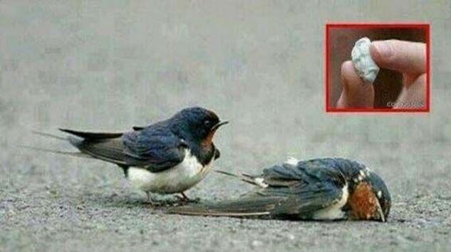 Sakız yiyen kuş ölüyor mu?