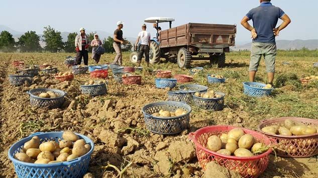 İzmir’de erkenci patateslerin hasadı başladı