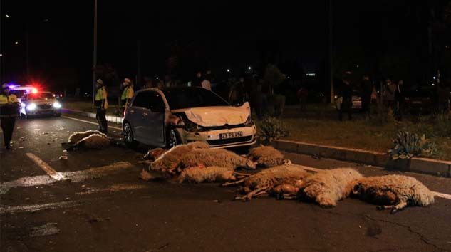 Borçla aldığı 30 koyunu yarış yapan iki otomobil telef etti