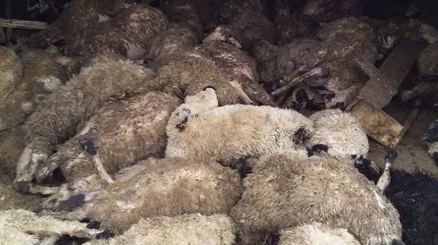 Elazığ’da kurtlar 120 koyunu telef etti