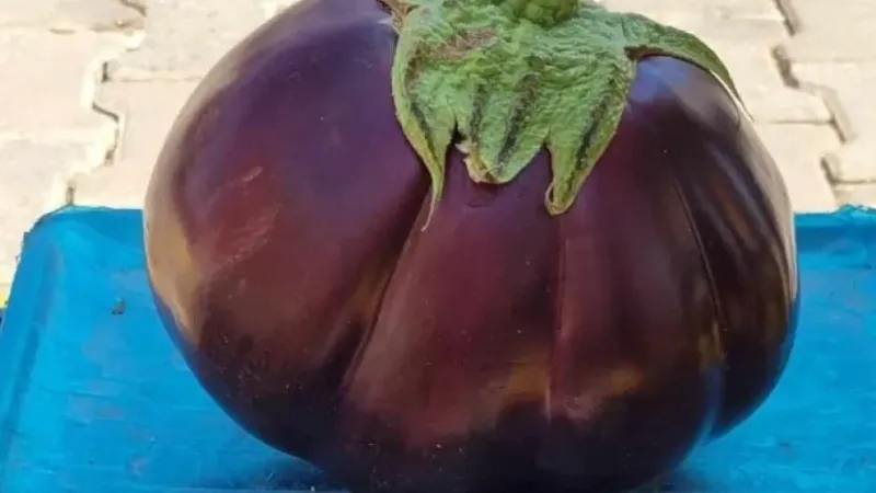 Karpuz gibi patlıcan Karpuz gibi patlıcan