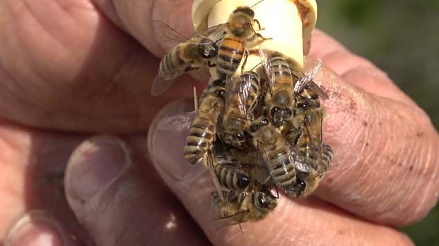 Tanesi 75 TL’ye arı satıyor