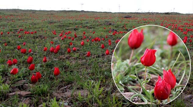 Bu laleler sadece 93 harbinde binlerce şehidin verildiği siperlerde yetişiyor