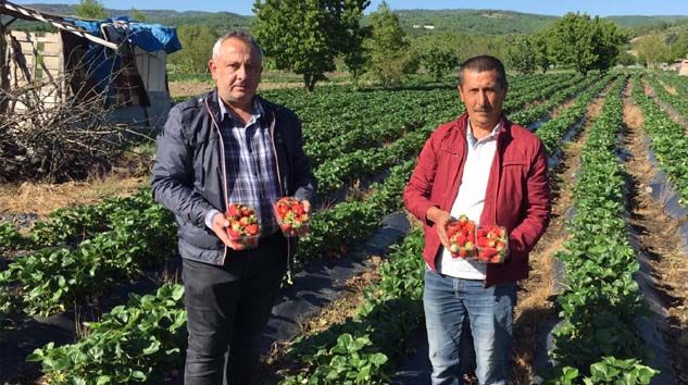 Çilek tarlada 5, pazarda ise 10 lira