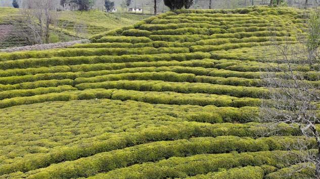 Rizeli yaş çay üreticileri yaş çay taban fiyatını beğendi