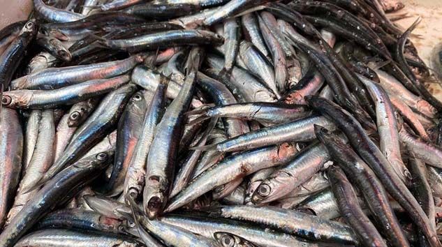 Karadeniz’de hamsi sürprizi