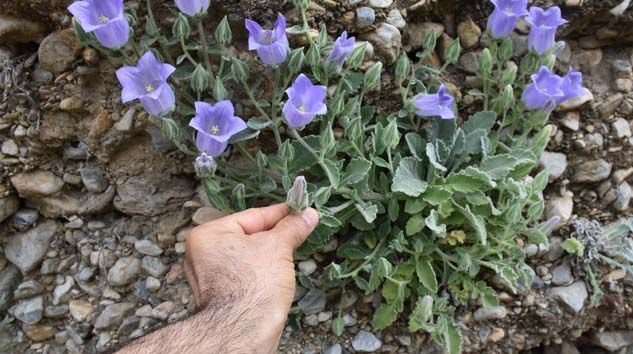 Tüylü Çan Çiçeği’ni koparmanın cezası 73 bin lira