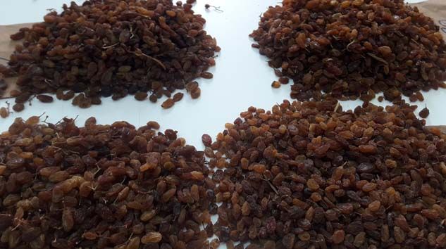 Kuru üzüm üreticilerinin imdadına TMO yetişti