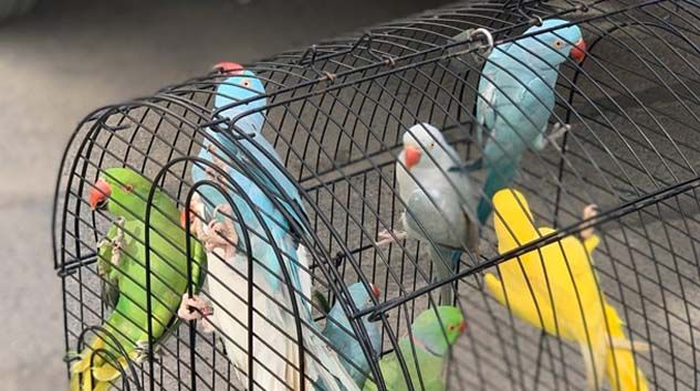 İstanbul’da 66 papağan operasyonla kurtarıldı