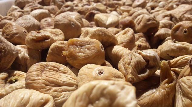 Kuru incirin verim ve kalitesi sosyal medyadan verilecek eğitimlerle arttırılacak