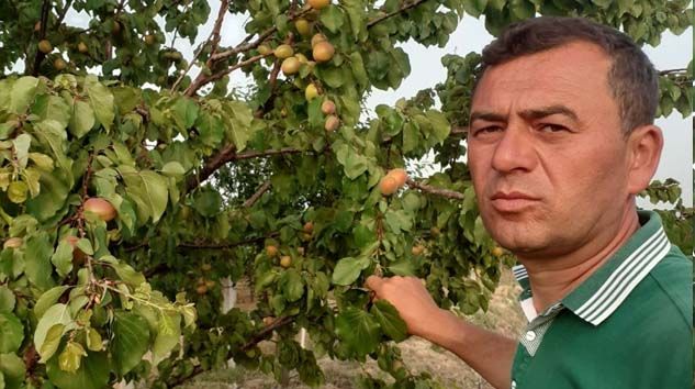 Aşırı sıcaklar kayısıları 10 gün önce olgunlaştırdı