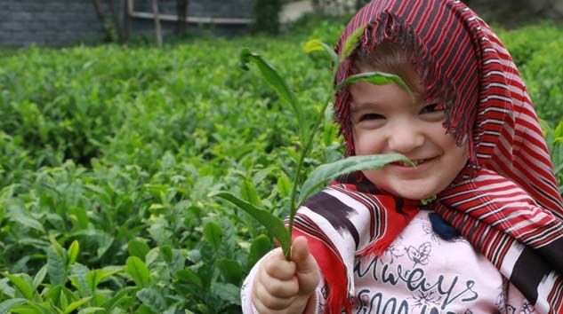 2020 yılı yaş çay sezonu başladı