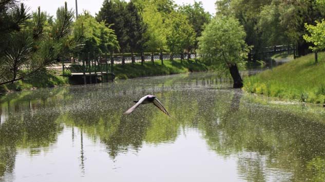 İnsanlar evlerine çekilince doğa yenilendi, hava kirliliği yüzde 20 azaldı
