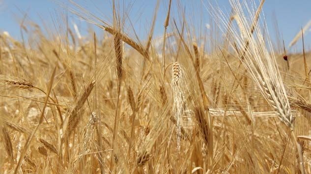 Sezonun ilk buğdayı 1 lira 73 kuruştan alıcı buldu