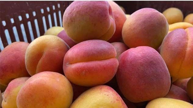 Kayısı altın yılını yaşıyor