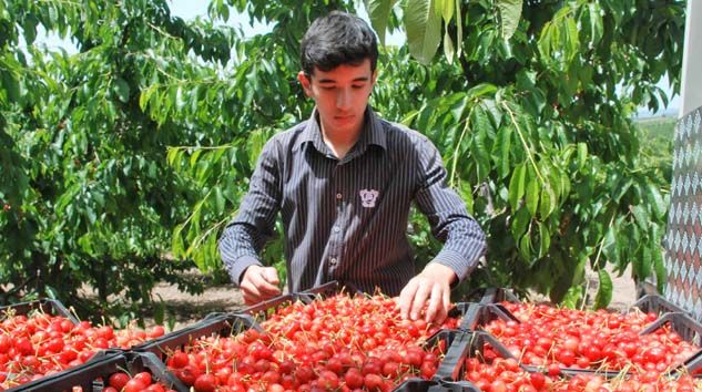 Erkenci kiraz tarlada 10 markette 25 lira