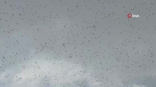 Çekirge sürüleri Dubai’yi istila etti