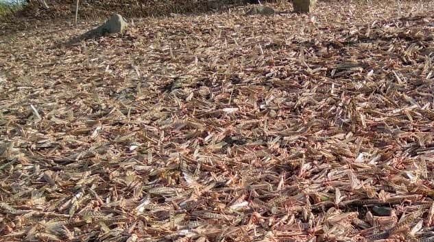 Hindistan’da çekirge istilası