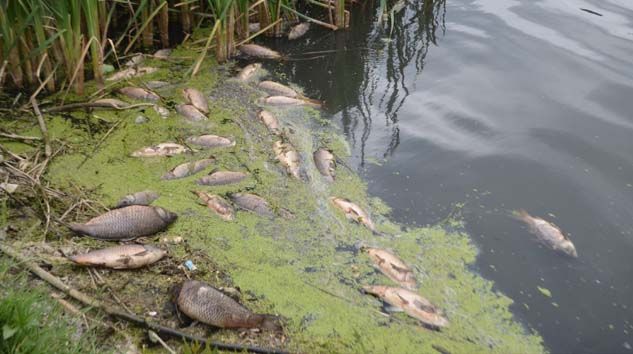 Bolu’da yüzlerce balık öldü
