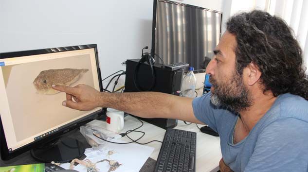 Öldürücü balon balıkları artık Akdeniz’de