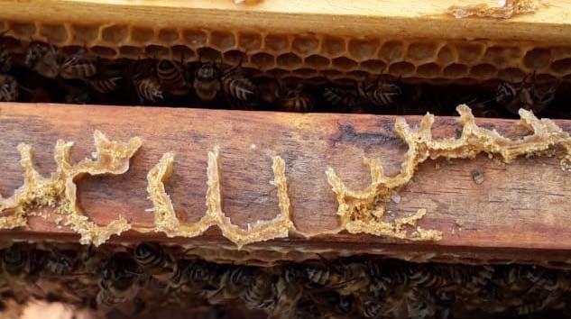 Arılar peteğin üzerine Allah ve Hasbünallah yazdı