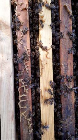 Arılar peteğin üzerine Allah ve Hasbünallah yazdı