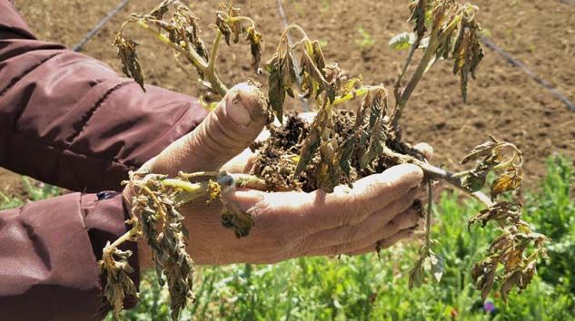 Yüzlerce dönüm tarım arazisini don vurdu