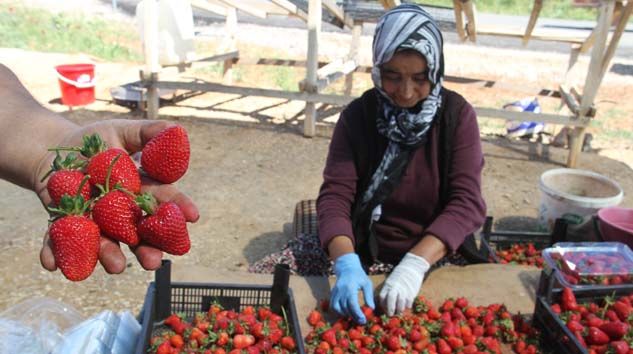 Çilekte böcek iddialarına üreticilerden tepki