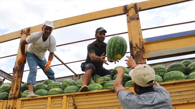 Serin hava karpuzun fiyatını düşürdü