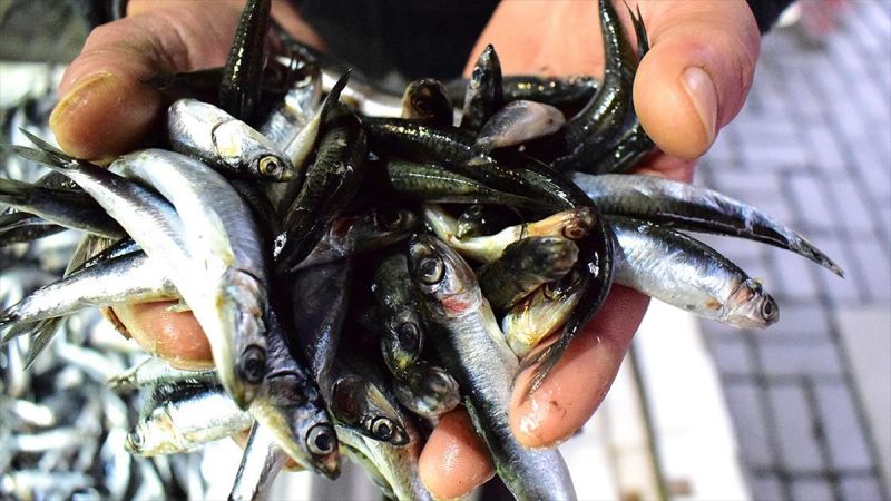 ‘Kulağına kar suyu kaçan hamsi’ yüz güldürüyor