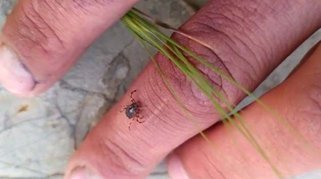 Tokat’ta mahallede kene korkusu