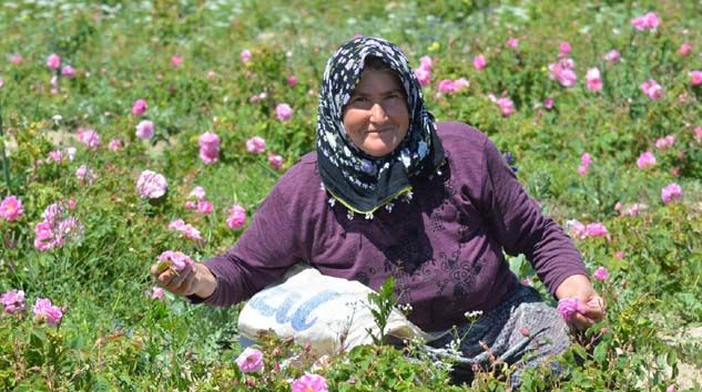 Kilogramı 6 bin eurodan satılan gül yağı üretimi başladı
