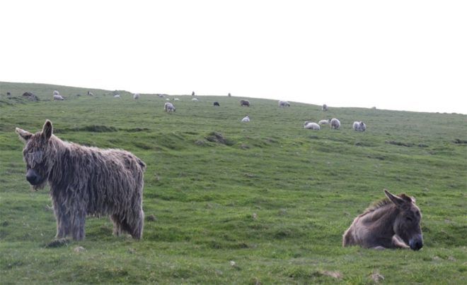 Sosyal medya bu iş ilanını konuşuyor!
