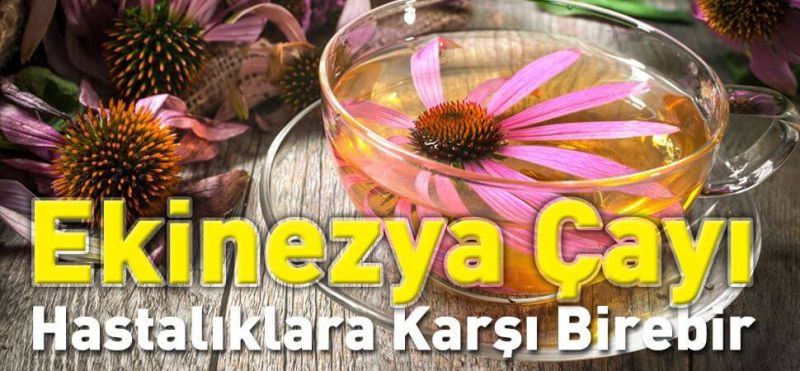 Soğuk algınlığına doğal tedavi: Ekinezya