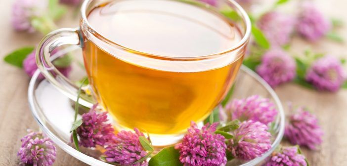 Soğuk algınlığına doğal tedavi: Ekinezya