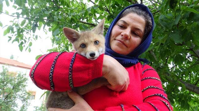 Vefalı tilki büyüdüğü evi her gün ziyarete geliyor