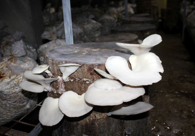 Hobi olarak başladı, Şimdi paraya para demiyor